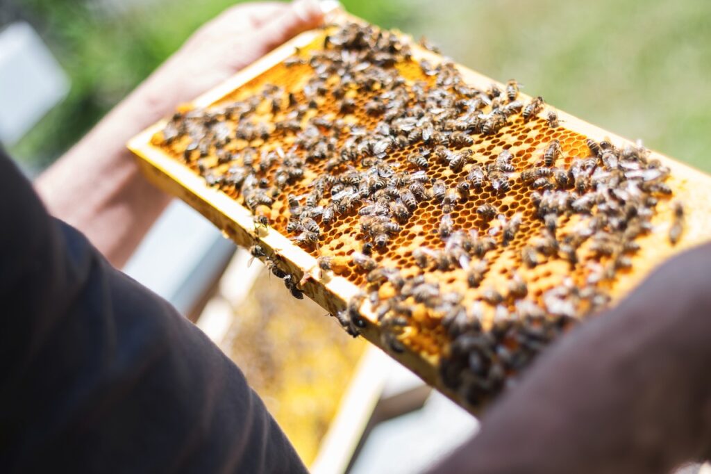 bees, honeycomb, beekeeper-2368228.jpg