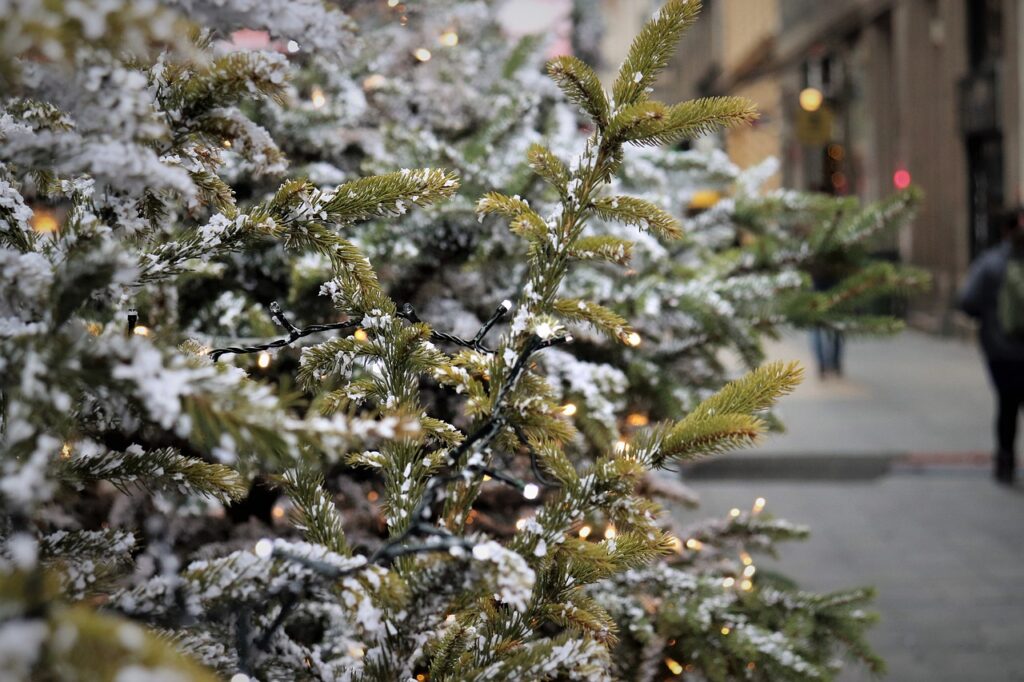 christmas tree, lights, street-4679463.jpg