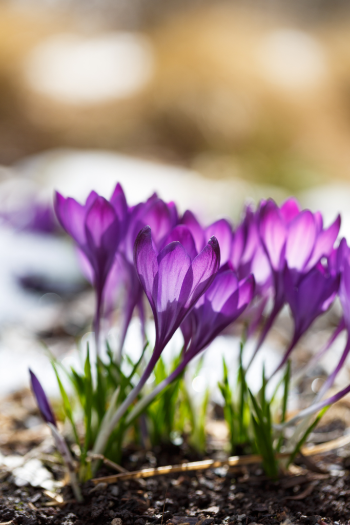 best cottage garden flowers