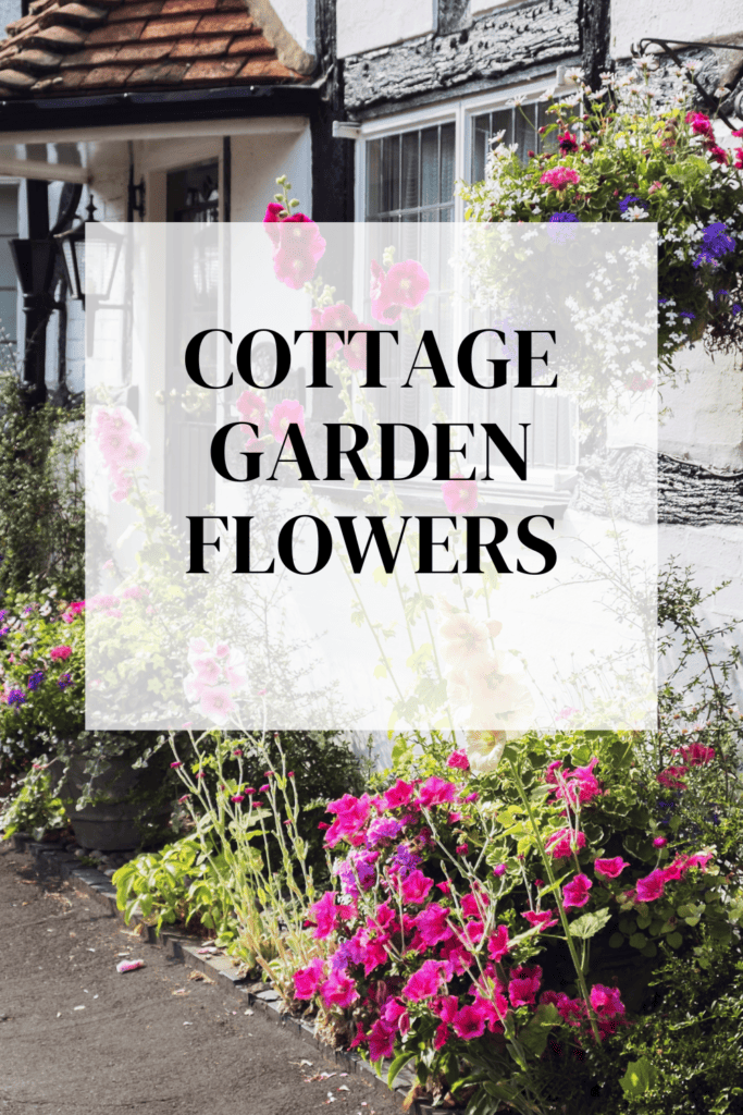 cottage garden flowers