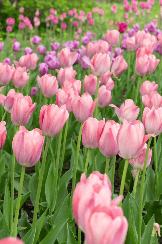 cottage garden flowers aesthetic