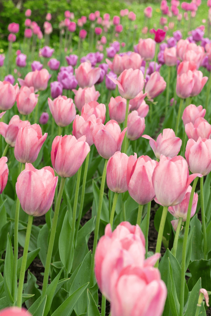 15 Best Cottage Garden Flowers That Are Low-Maintenance - Her Cottage Home