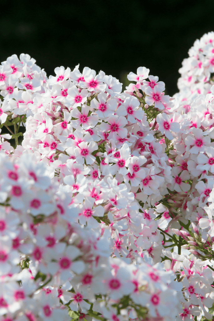 cottage garden flowers in pots