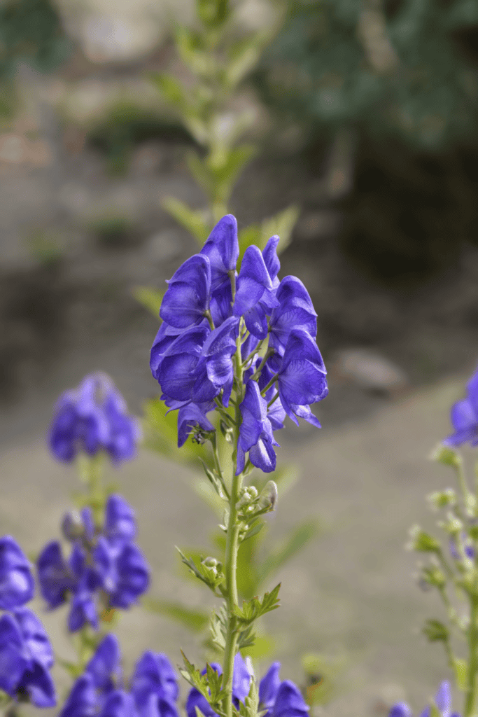 flowers for cottage garden