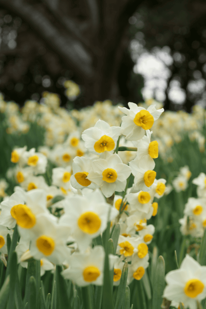 perennial cottage garden flowers