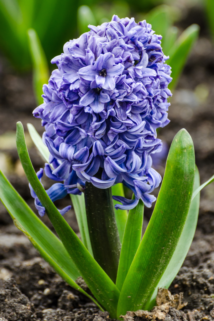 small cottage garden flowers