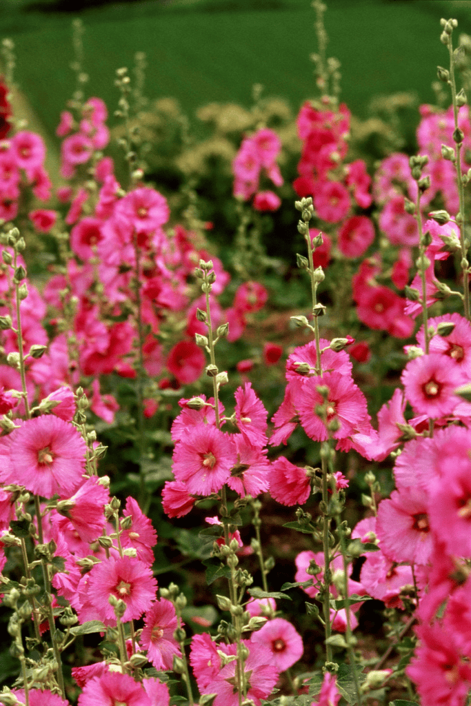 english cottage garden flowers