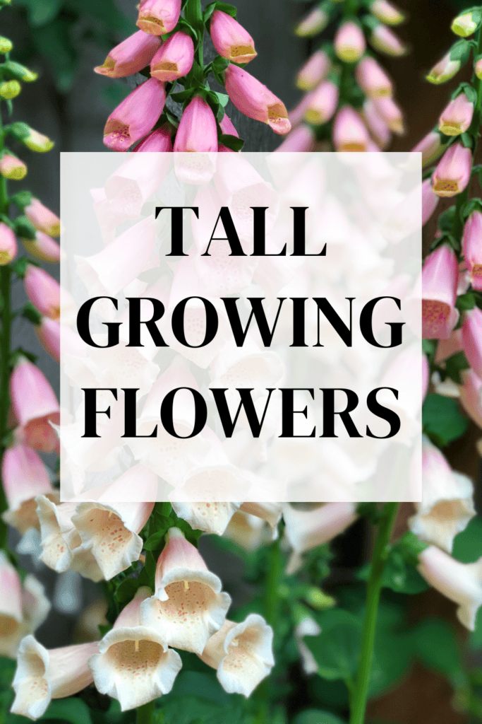 tall growing flowers
