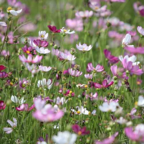 5 Beginner-Friendly Flowers I am Growing in My Cut Flower Garden This Year