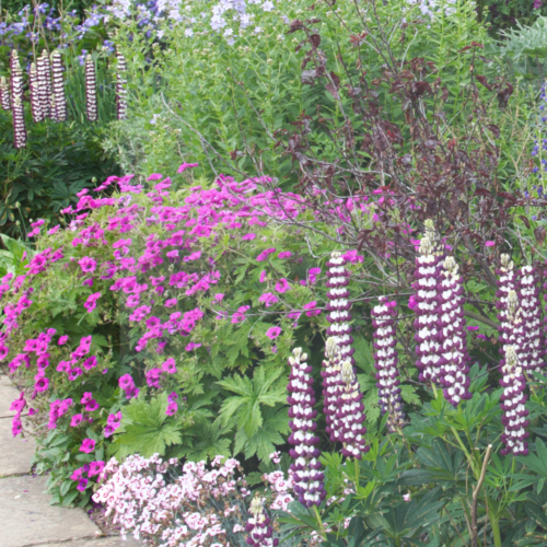 8 Lovely Cottage Garden Border Ideas That Will Make a Big Impact